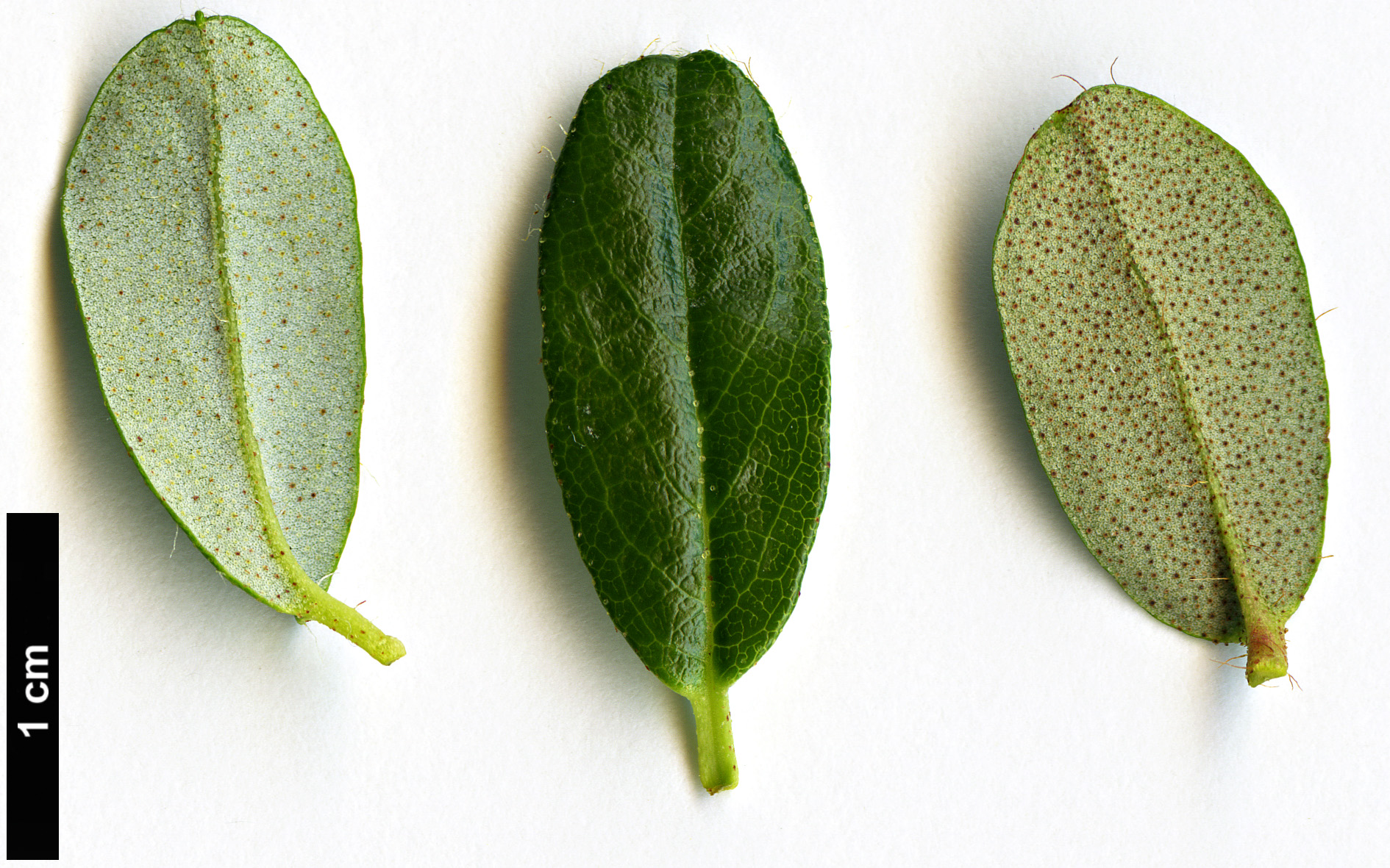 High resolution image: Family: Ericaceae - Genus: Rhododendron - Taxon: saluenense - SpeciesSub: subsp. chameunum